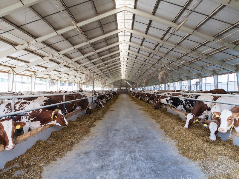 Märehtijöiden rehuanalyysit