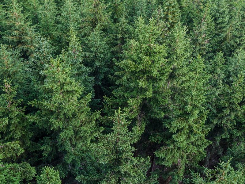 Metsätalouden analytiikka