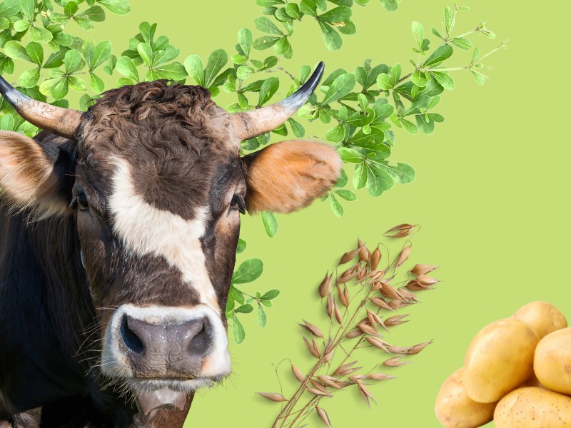 OKRA-maatalousmessut 5.–8.7.2023