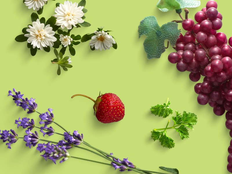 Lepaa-messut 15.–17.8.2024