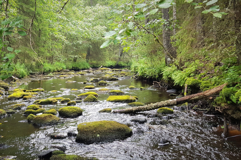 Vesistökunnostusverkoston vuosiseminaari