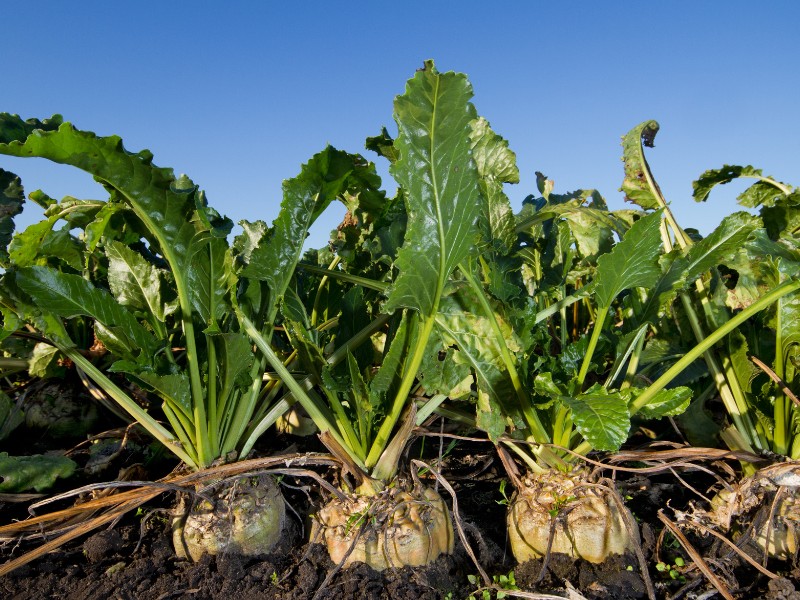 SjT 70 vuotta -peltopäivä 14.6.2023