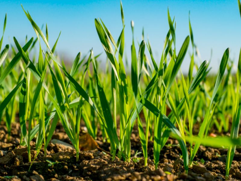 Näytteenottopussien tilaus