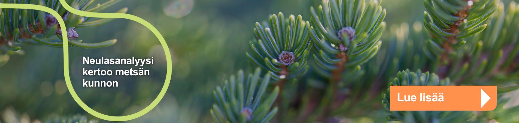 https://www.eurofins.fi/agro/artikkelit/kuinka-metsaesi-voi-neulasanalyysi-selvittaeae-puuston-kasvuongelmia/