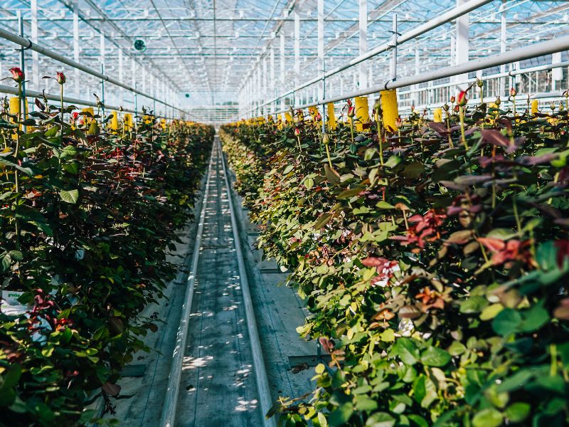 Kasvihuone- ja erikoiskasvianalytiikka