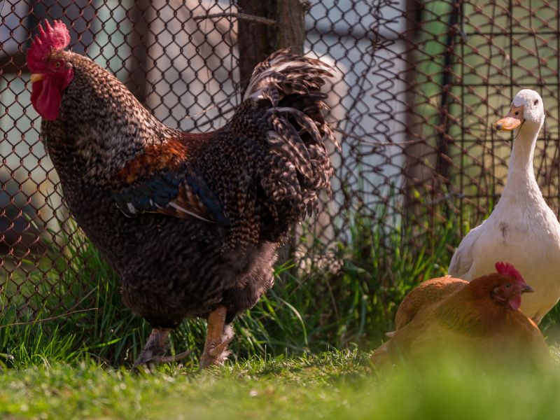 Muiden eläinten rehuanalyysit