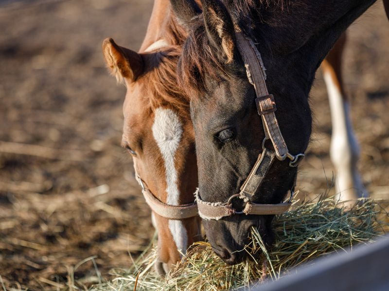 Hevosten rehuanalyysit