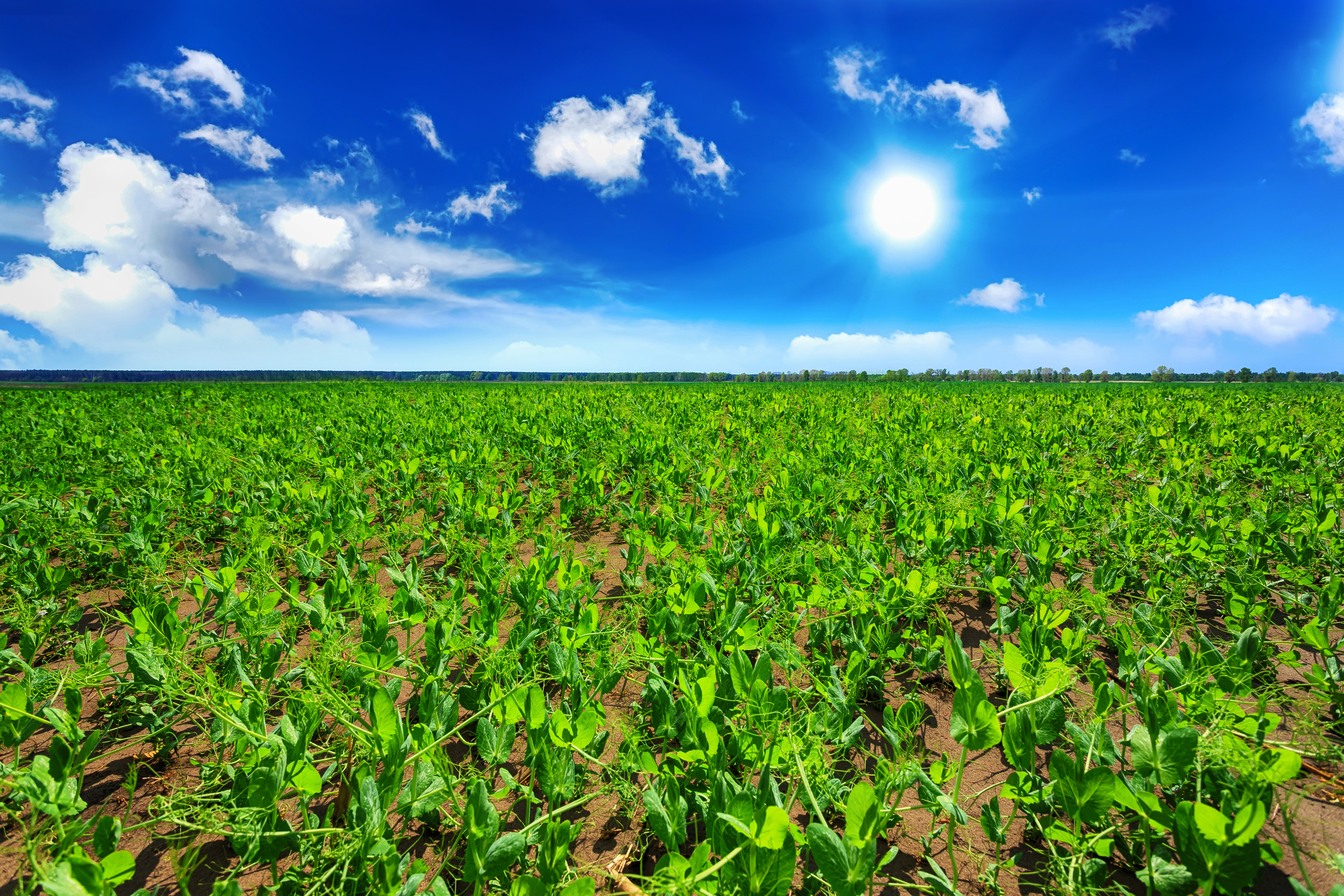 Peltopäivä Karilassa 9.7.2025, Mikkeli