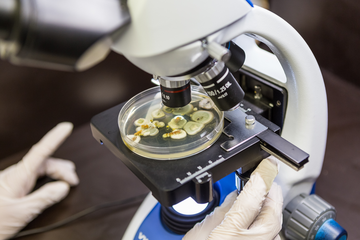 Asumisterveysmikrobiologia