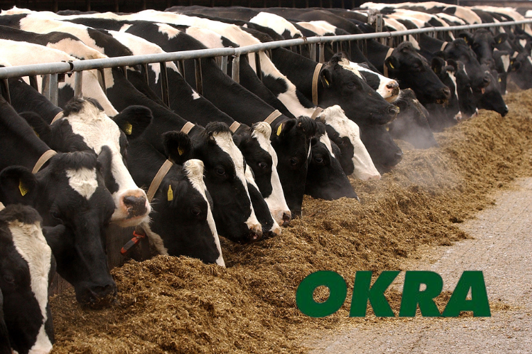 OKRA- näyttely 2.–5.7.2025, Oripää