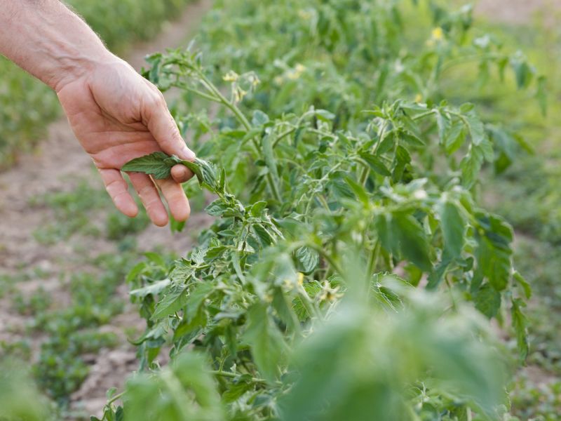Kasvinäytteiden otto-ohjeet