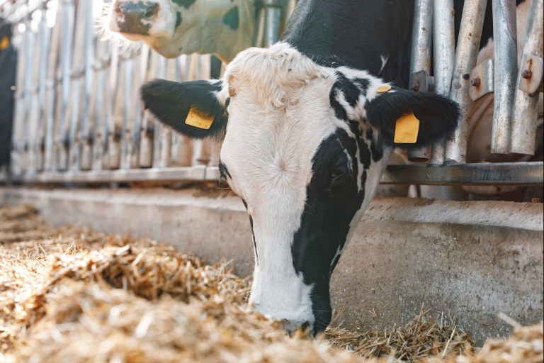 Rehusaate, muut kuin NIR-analyysit